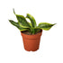 Snake Plant Twist - Ethereal Company-Indoor Plants