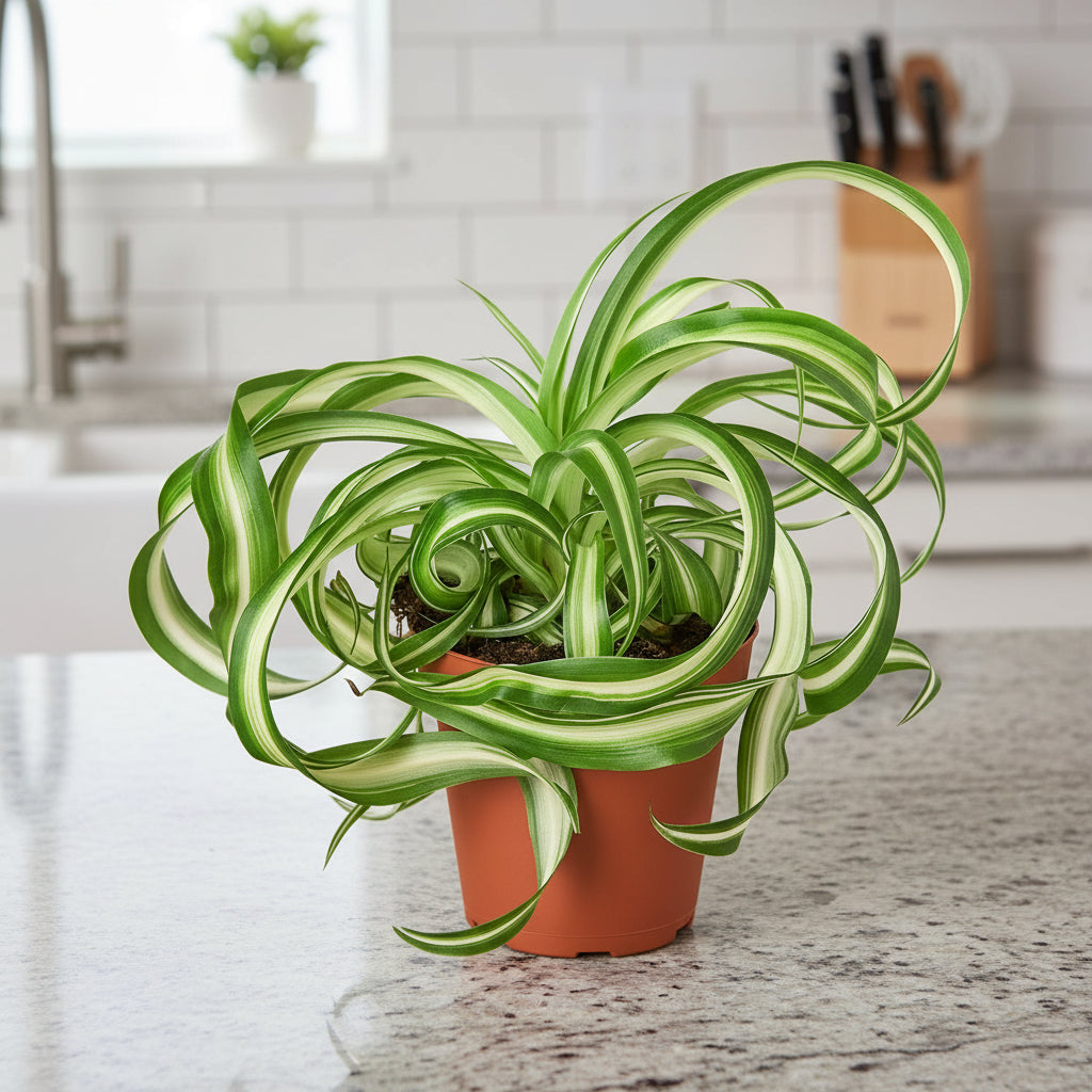 Spider Plant &