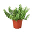 Curly Lipstick Plant - Ethereal Company-Indoor Plants
