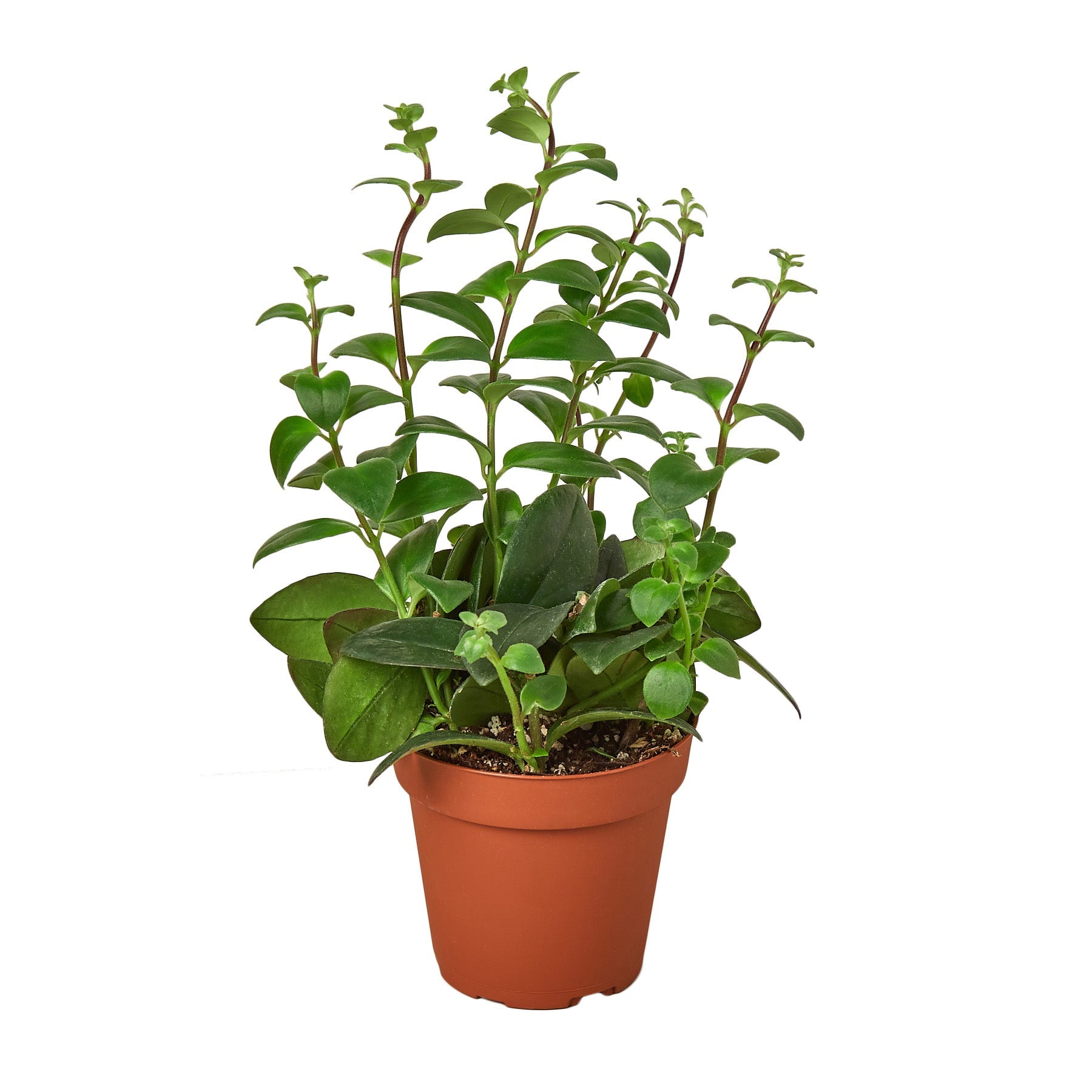 Lipstick Plant - Ethereal Company-4" Plant