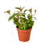 Lipstick Black Pagoda - Ethereal Company-4" Plant