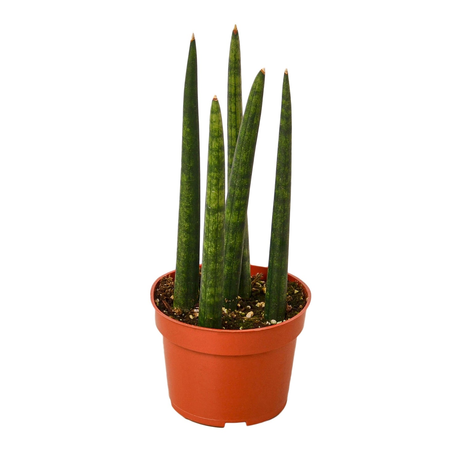 Snake Plant Cylindrica - Ethereal Company-4" Plant