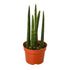 Snake Plant Cylindrica - Ethereal Company-4" Plant