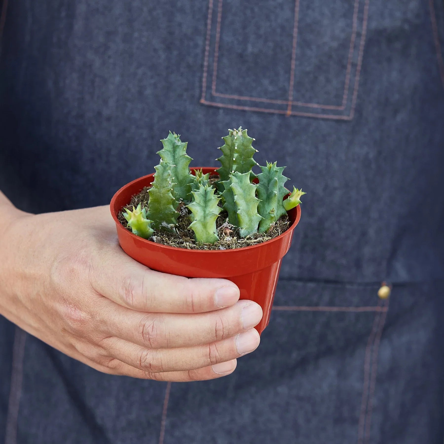 Lifesaver Cactus - Ethereal Company-Succulent