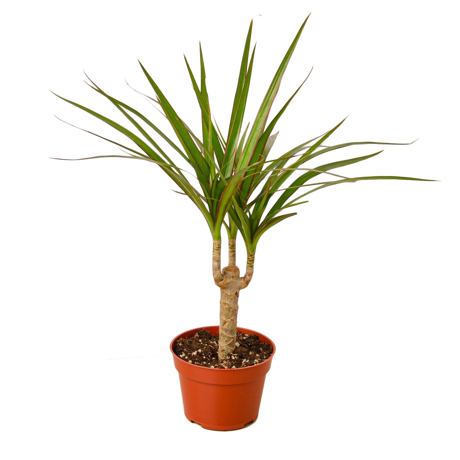 Dracaena Marginata Cane - Ethereal Company-Indoor Plants