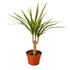 Dracaena Marginata Cane - Ethereal Company-Indoor Plants