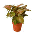Syngonium Merry - Ethereal Company4" Plant