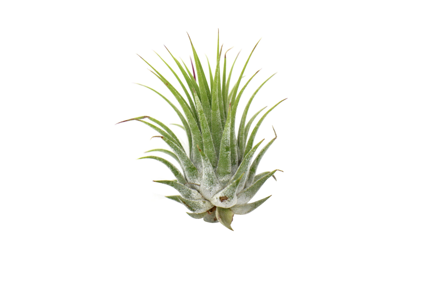 Tillandsia Air Plant Ionantha - 25 Pack - Ethereal CompanyAir Plants ($4 Ship/12oz)