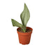 Snake Plant Moonshine - Ethereal CompanyIndoor Plants