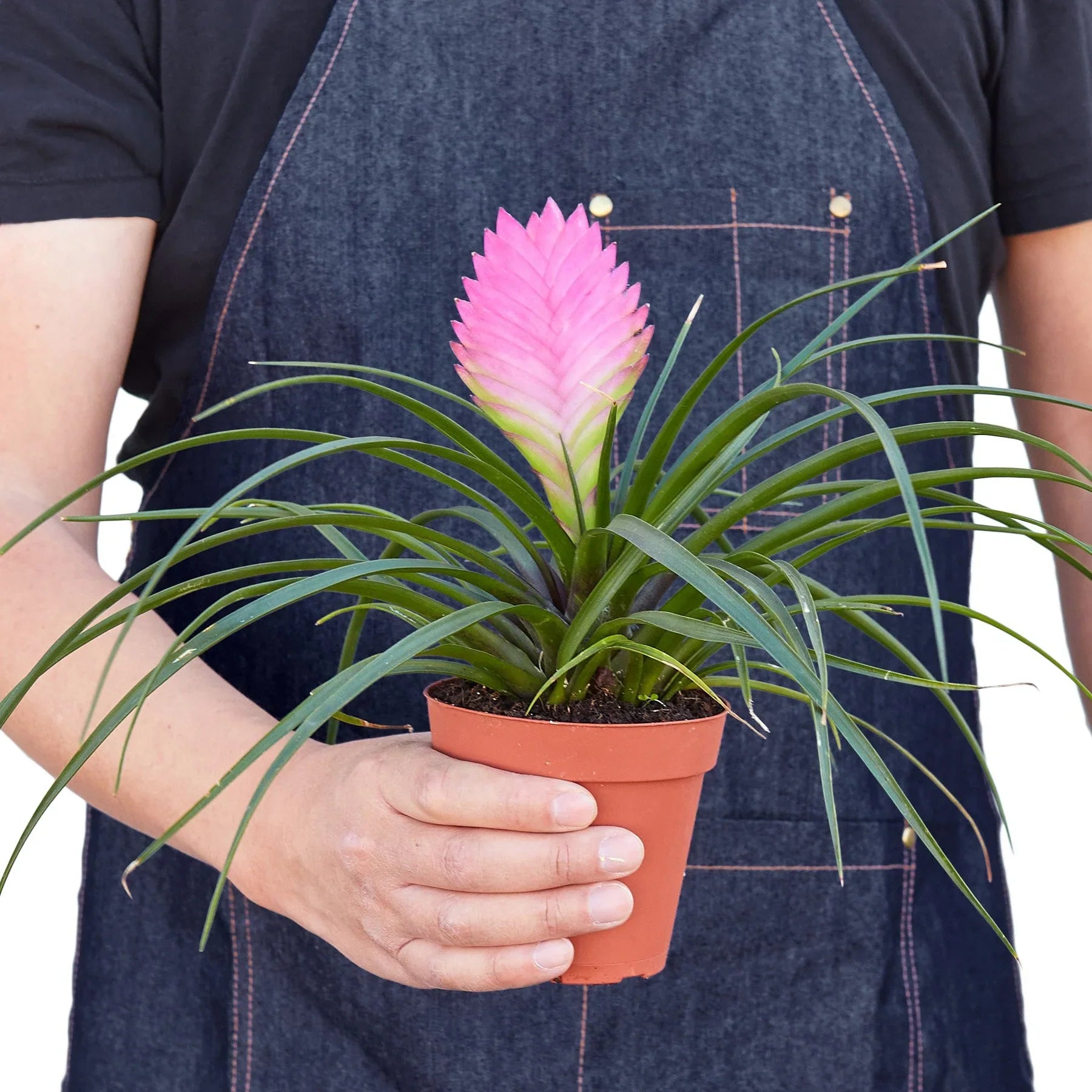 Bromeliad Cyanea &