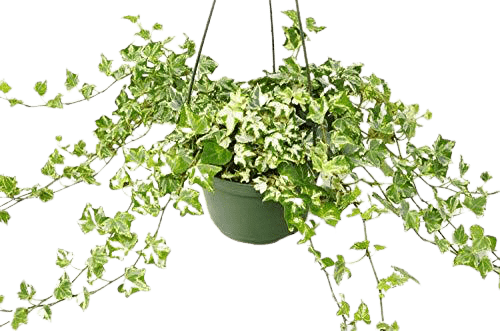 English Ivy &