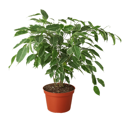 Ficus &