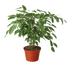Ficus &