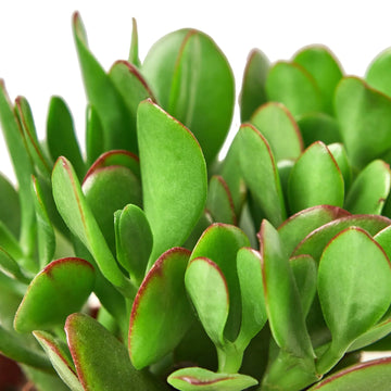 Succulent Crassula &