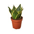 Snake Plant Black Gold - Nursery Pot 4-inch - Ethereal Company-Indoor Plants