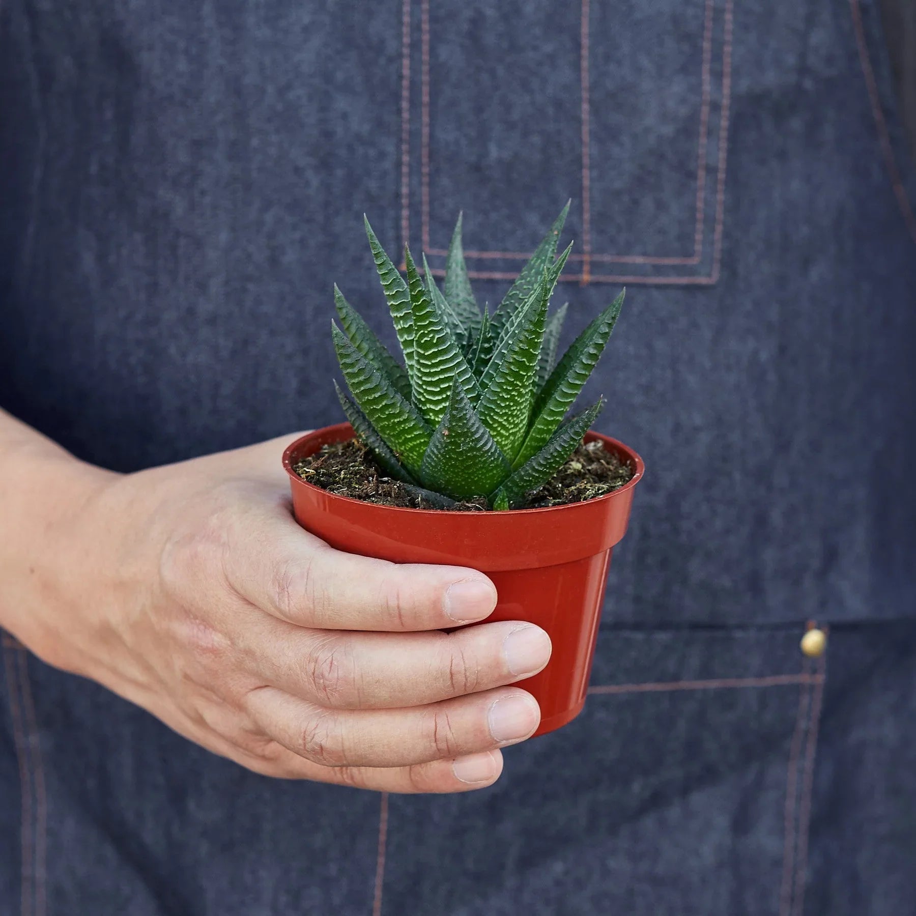 Fairy Washboard Haworthia - Ethereal Company-4" Plant