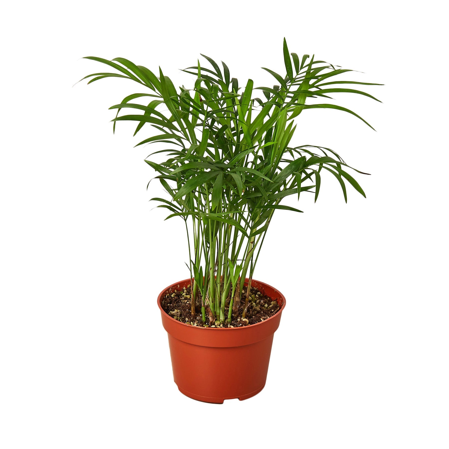 Parlor Palm - Ethereal Company-Indoor Plants