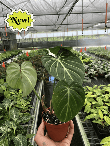 Philodendron Gloriosum - Ethereal Company-Indoor Plants