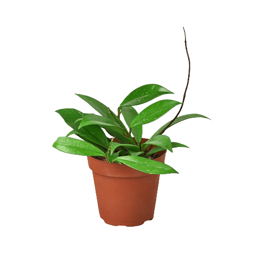 Hoya &