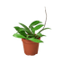 Hoya &