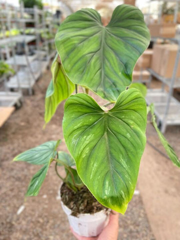 Philodendron PlowManii - Ethereal Company-Indoor Plants