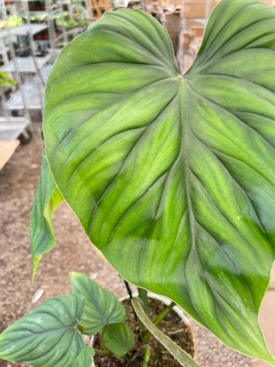 Philodendron PlowManii - Ethereal Company-Indoor Plants