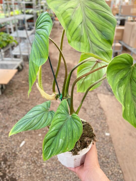 Philodendron PlowManii - Ethereal Company-Indoor Plants