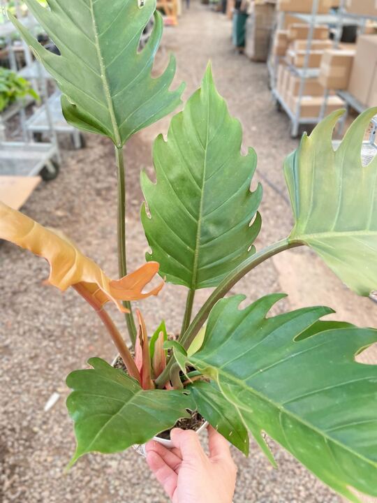 Philodendron Caramel Pluto - Ethereal Company-Indoor Plants