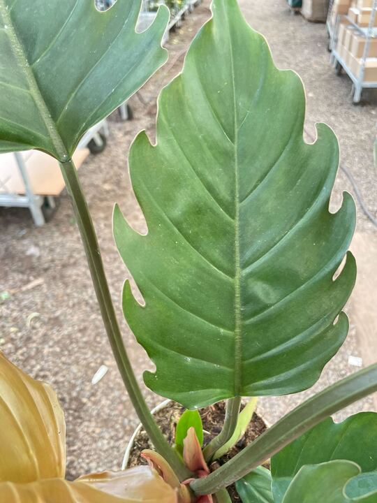 Philodendron Caramel Pluto - Ethereal Company-Indoor Plants