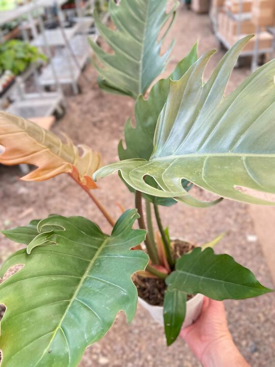 Philodendron Caramel Pluto - Ethereal Company-Indoor Plants