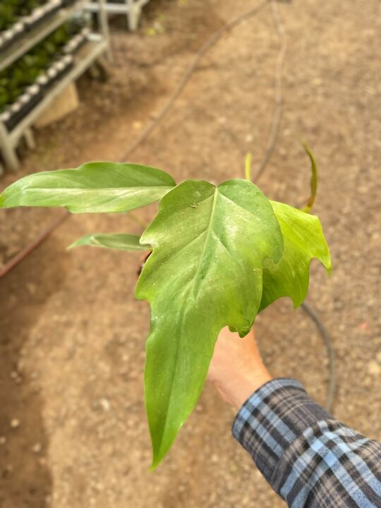 Philodendron Mayoi - Ethereal Company-Indoor Plants