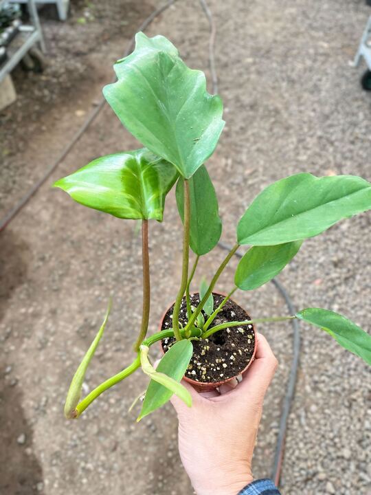 Philodendron Mayoi - Ethereal Company-Indoor Plants