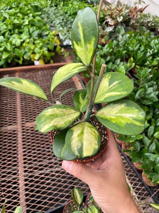 Hoya Obovata Reverse - Ethereal Company-4" Plant