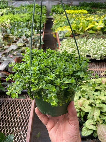 Peperomia Deppeana - Ethereal Company-Indoor Plants