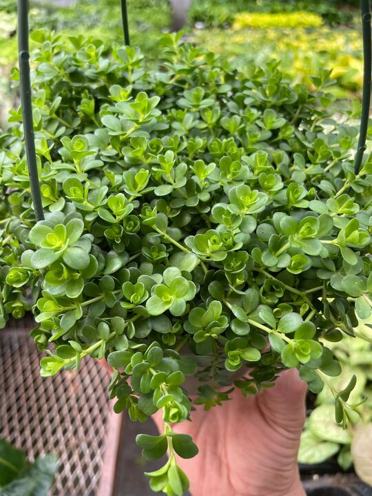 Peperomia Deppeana - Ethereal Company-Indoor Plants