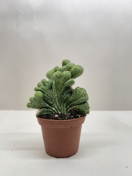 Succulent Cereus Coral Green - Ethereal Company-Succulent