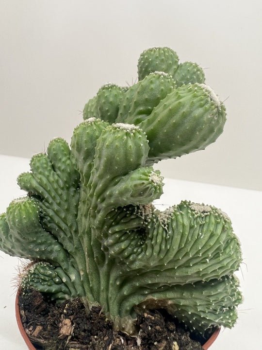Succulent Cereus Coral Green - Ethereal Company-Succulent