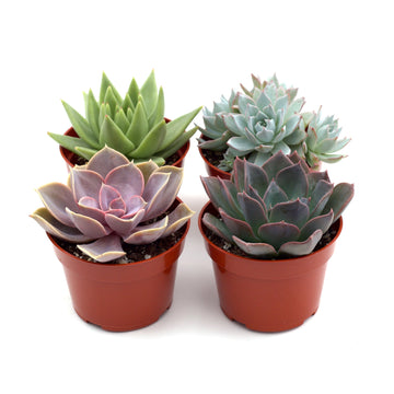 Rosette Succulent Variety Packs - Ethereal Company-