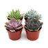 Rosette Succulent Variety Packs - Ethereal Company-