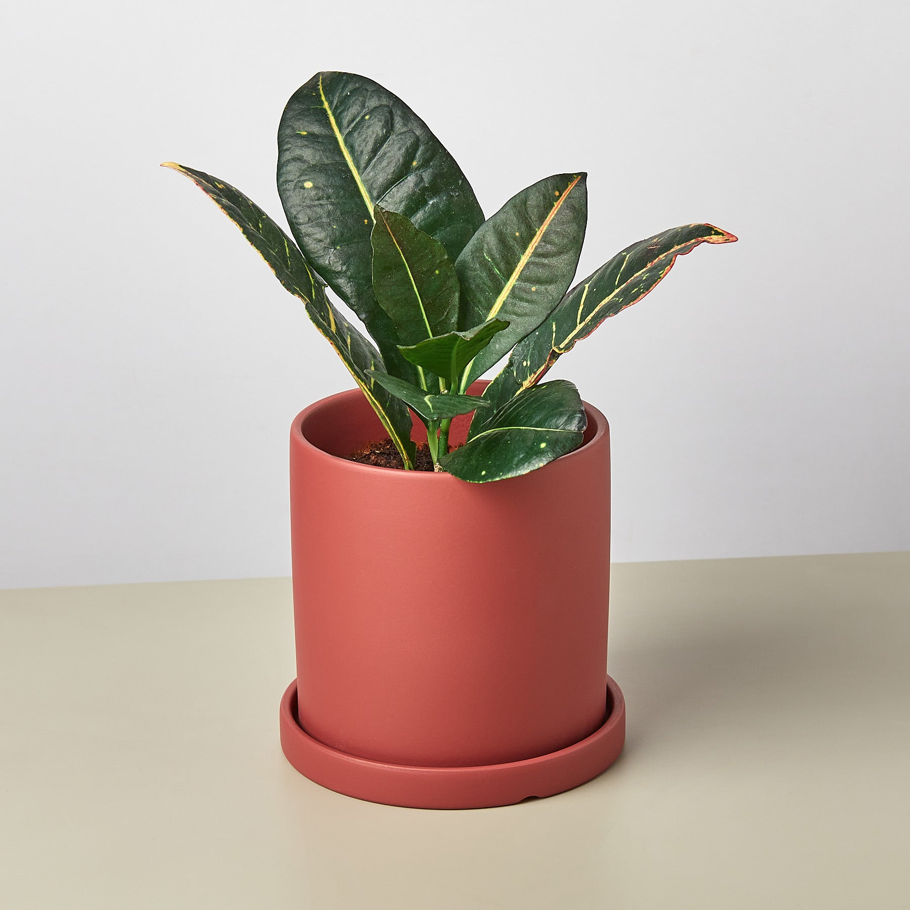 Matte Finish Cylinder Planter with Saucer - Ethereal Company