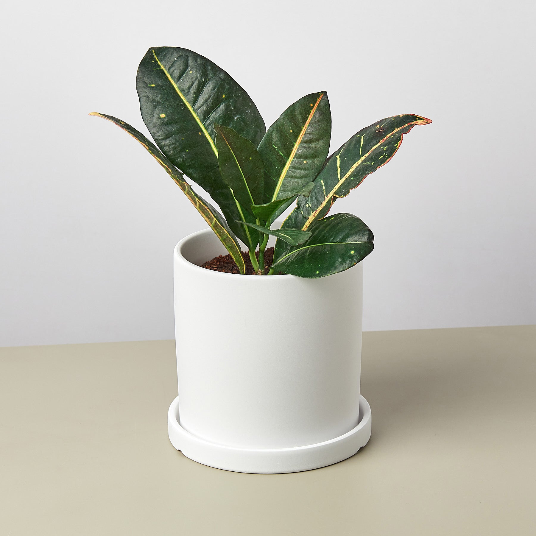 Matte Finish Cylinder Planter with Saucer - Ethereal Company