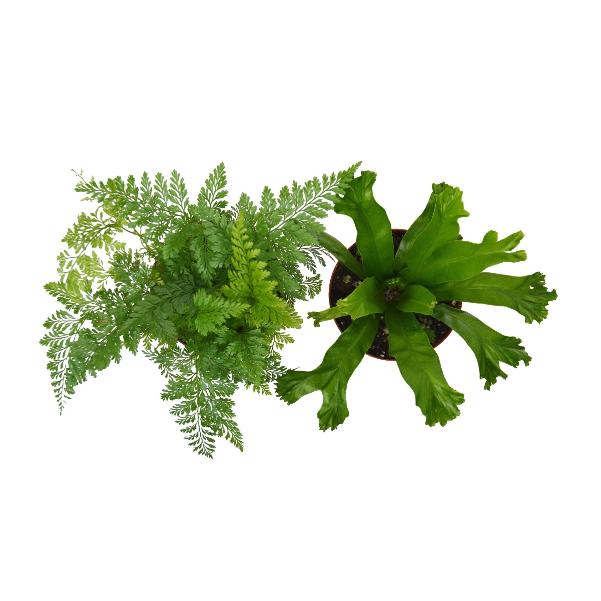 2 Fern Variety Pack - Live Plants - 4&quot; Pot - House Plant - Ethereal CompanyPlant