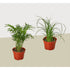 2 Palm Variety Pack / 4" Pots / Live Plant / House Plant - Ethereal Company