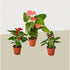 3 Anthurium Variety Pack- All Different Colors - 4" Pots - Ethereal Company