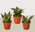 3 Different Snake Plants in 4" Pots - Sansevieria - Live Plant - FREE Care Guide - Ethereal Company
