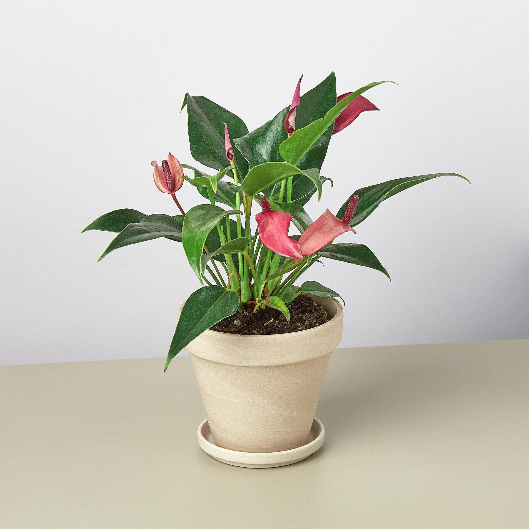 Anthurium &