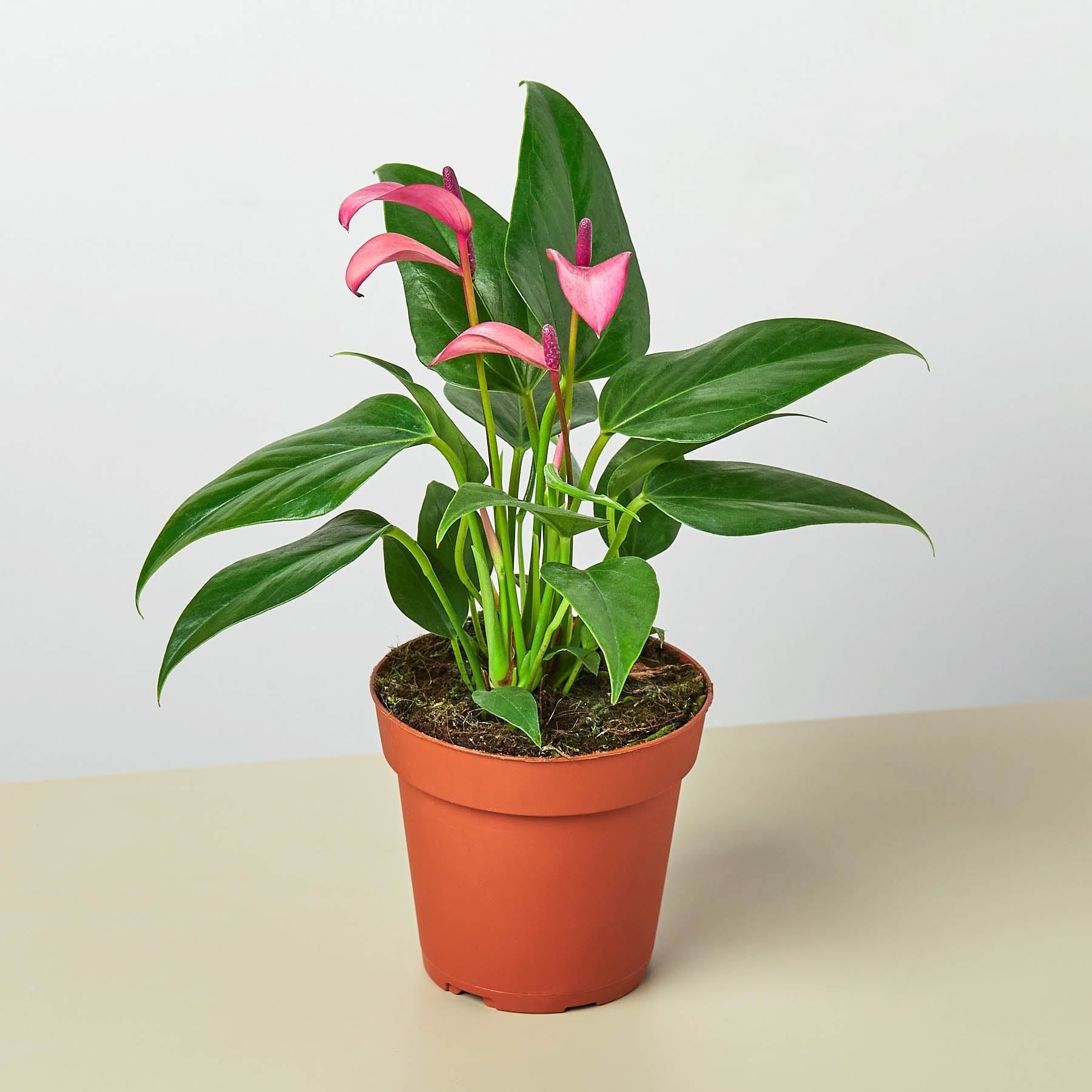 Anthurium &