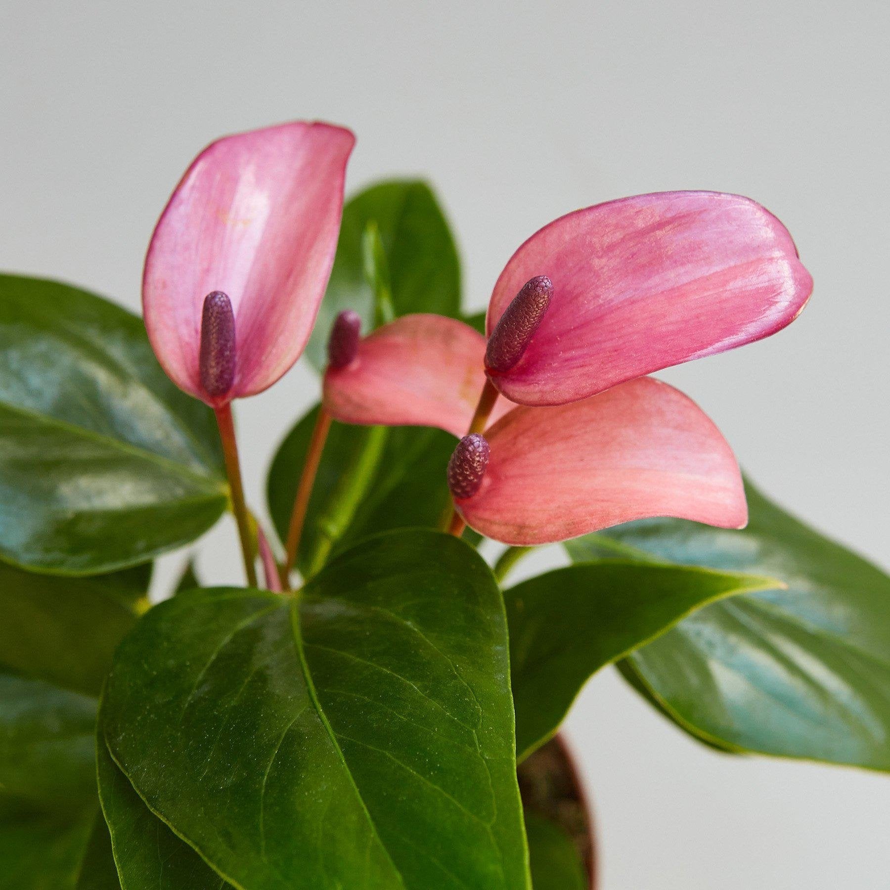 Anthurium &