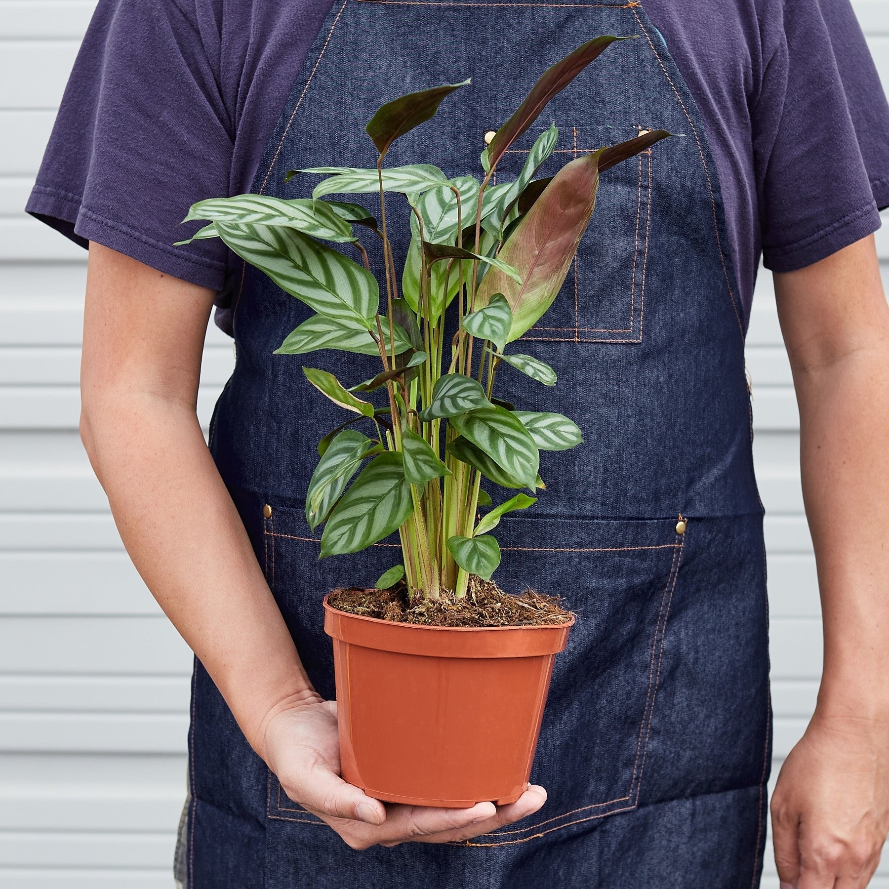 Calathea &