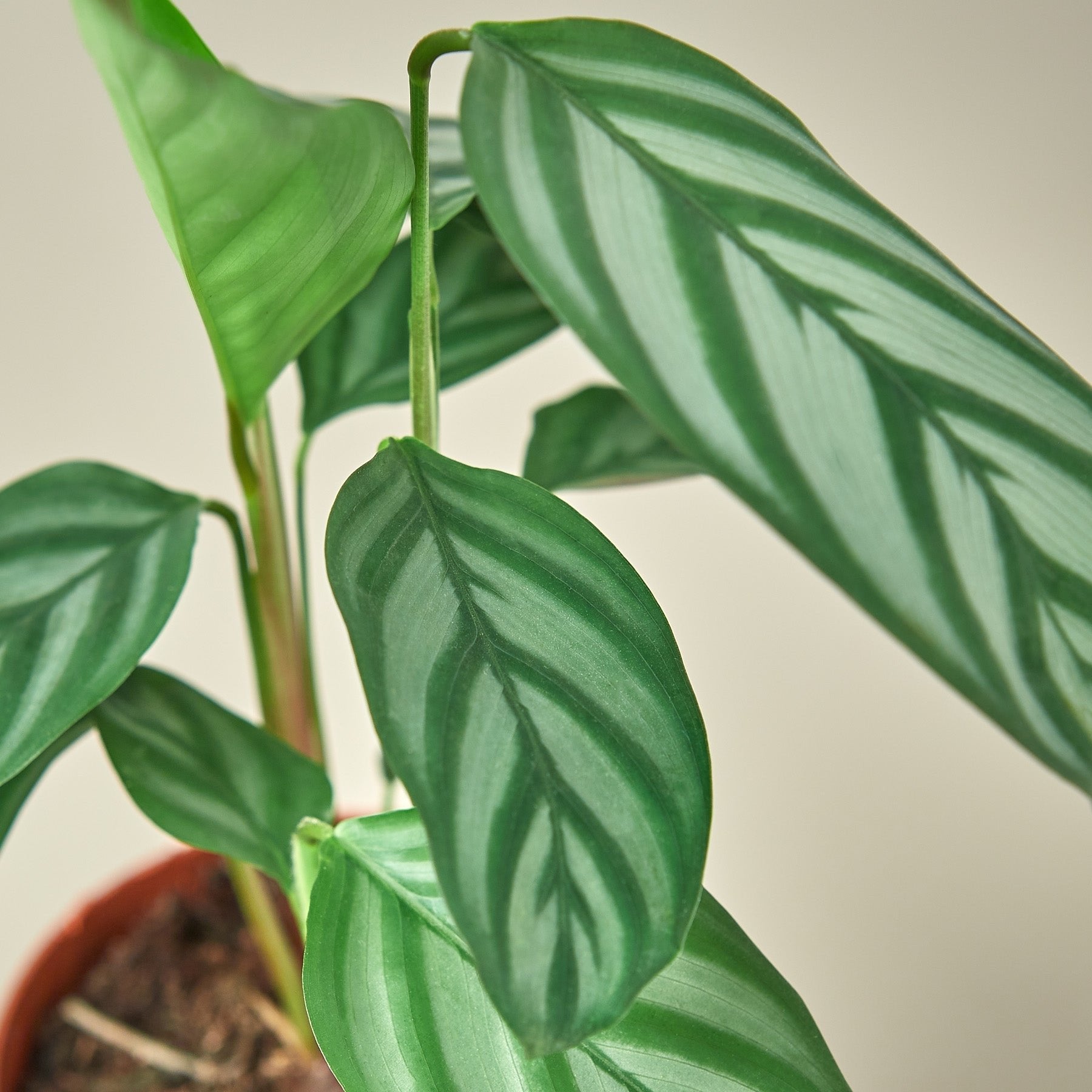 Calathea &